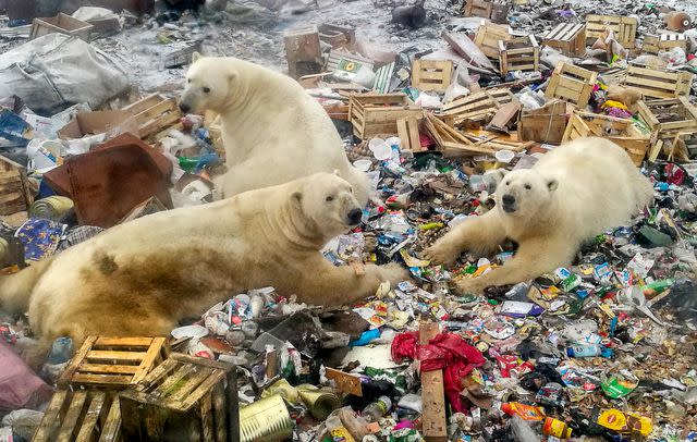 Climate change could make giving birth riskier for polar bears in