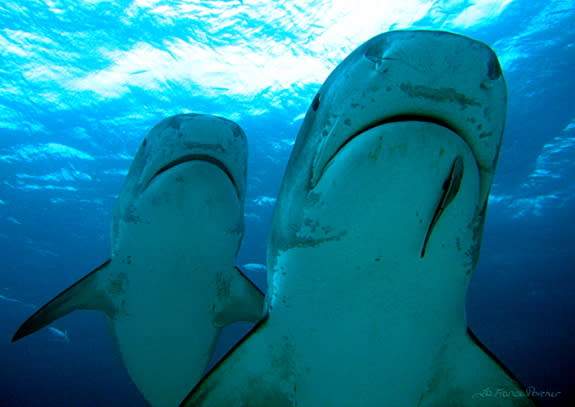 Two female tiger sharks roaming together. Observations of tiger sharks suggest that they may roam with a companion.