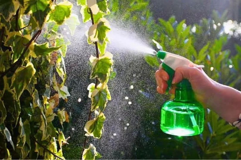 Picture of spray being used on ivy