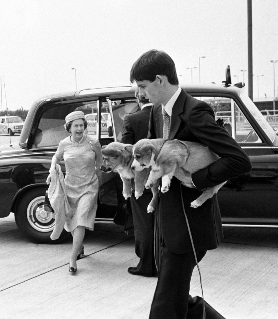 Corgi puppies being carried on to an Andover of the Queen's Flight as Queen Elizabeth II arrives at London's Heathrow Airport to board the plane for her flight to Aberdeen and the start of her annual holiday at Balmoral. (PA)