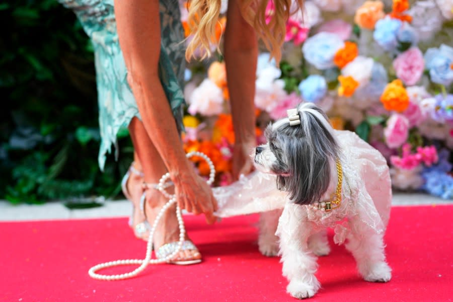 A dog attends the Pet Gala fashion show at AKC Museum of The Dog on Monday, May 20, 2024, in New York. (Photo by Charles Sykes/Invision/AP)