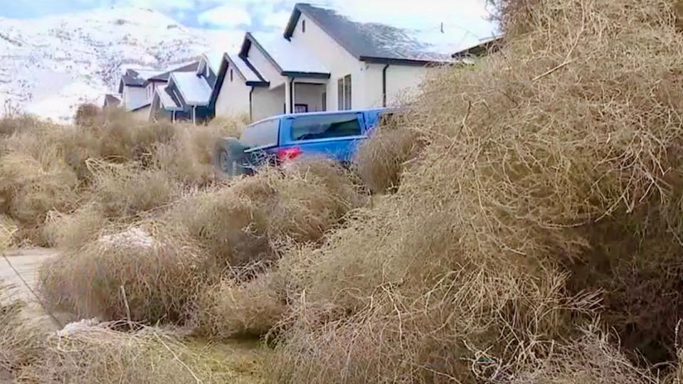 Monstrous Tumbleweeds Are Burying Trucks and Houses in Utah photo