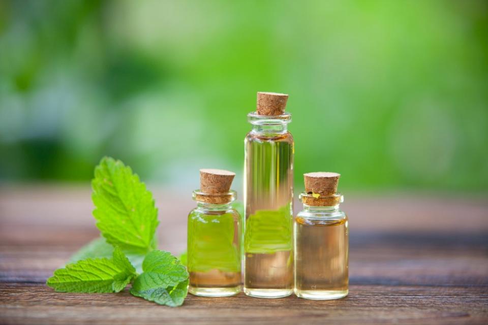 Essential oil in clear bottles with catnip leaves nearby