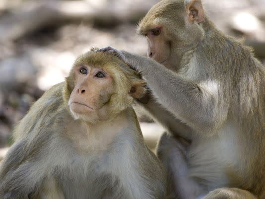 Rhesus macaques are the type of monkey that was exposed to the bacteria: AP