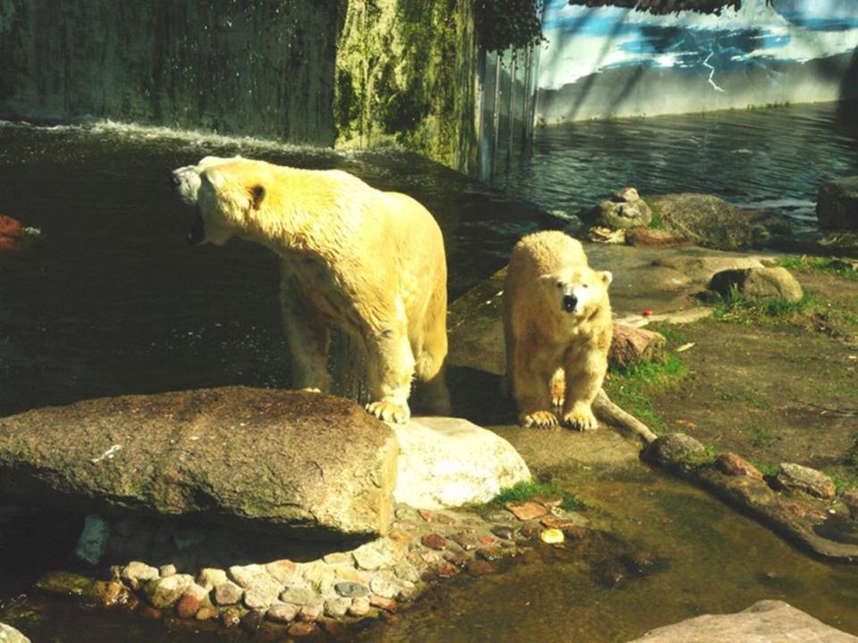 雖德國有對部分商業提供緊急紓困措施，但Neumünster動物園為一協會所有，不符資格。圖為該動物園的重點明星北極熊。（圖／Facebook@Tierpark Neumünster e.V.）
