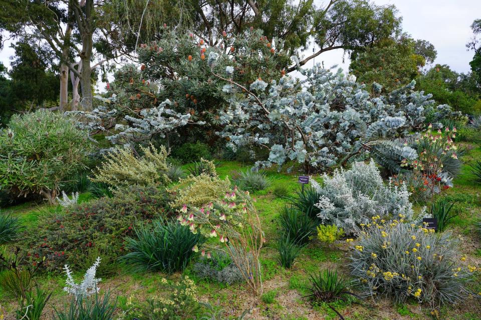 Gardens like the Western Australian Botanic Garden are increasingly showcasing native plants. Shutterstock