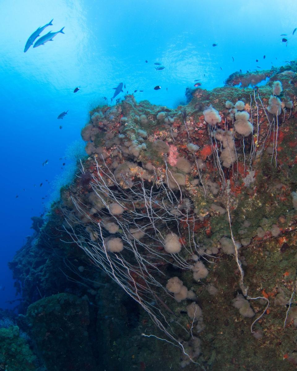 The wreck of the USS Saratoga - Getty