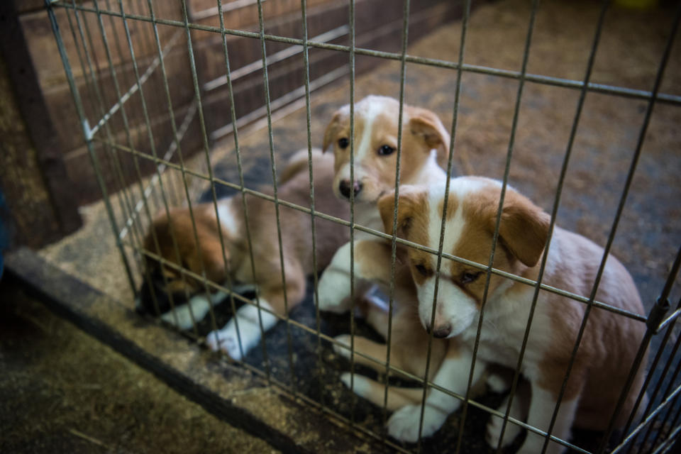 <p>Recent research indicates only a quarter of people buying a puppy do so from an approved breeder.</p>