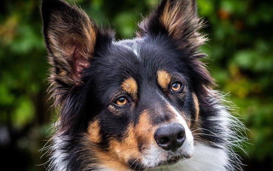 Scout has another year of training left - Woodhead Mountain Rescue Team