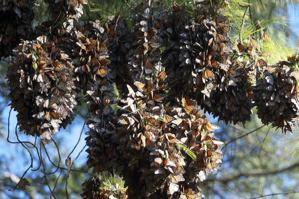 Monarch butterflies cluster on a tree branch in this still from the 3D film "Flight of the Butterflies," opening in IMAX theaters.