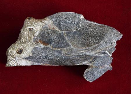 The fossil of the heavily armoured fish, Entelognathus primordialis, is pictured during a photo opportunity in Beijing September 27, 2013. REUTERS/Kim Kyung-Hoon