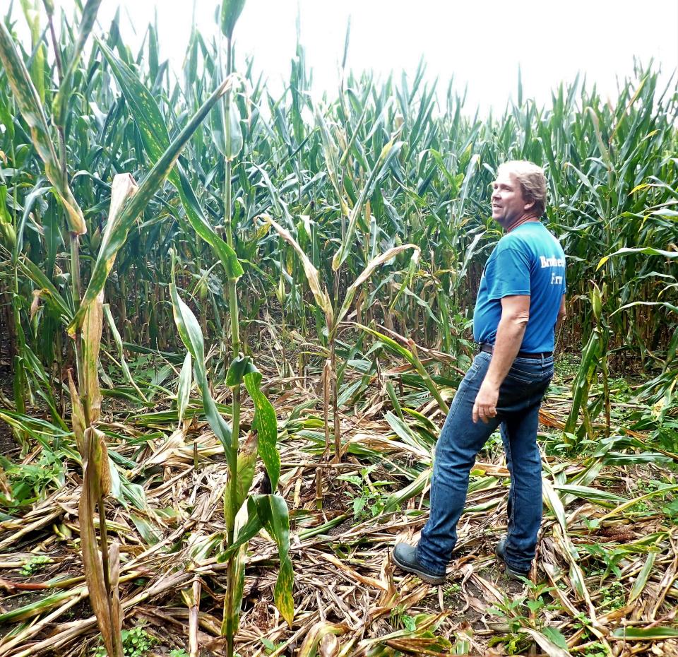 Sussex County farmer Phil Brodhecker, who also sits on the New Jersey Fish and Game Council as a farmer representative, surveys damage to a corn field on his farm on Sept. 5, 2021. Without a bear hunt, the sole population management tool available, damage to farm crops in New Jersey will continue to grow as the number of bears also grows.