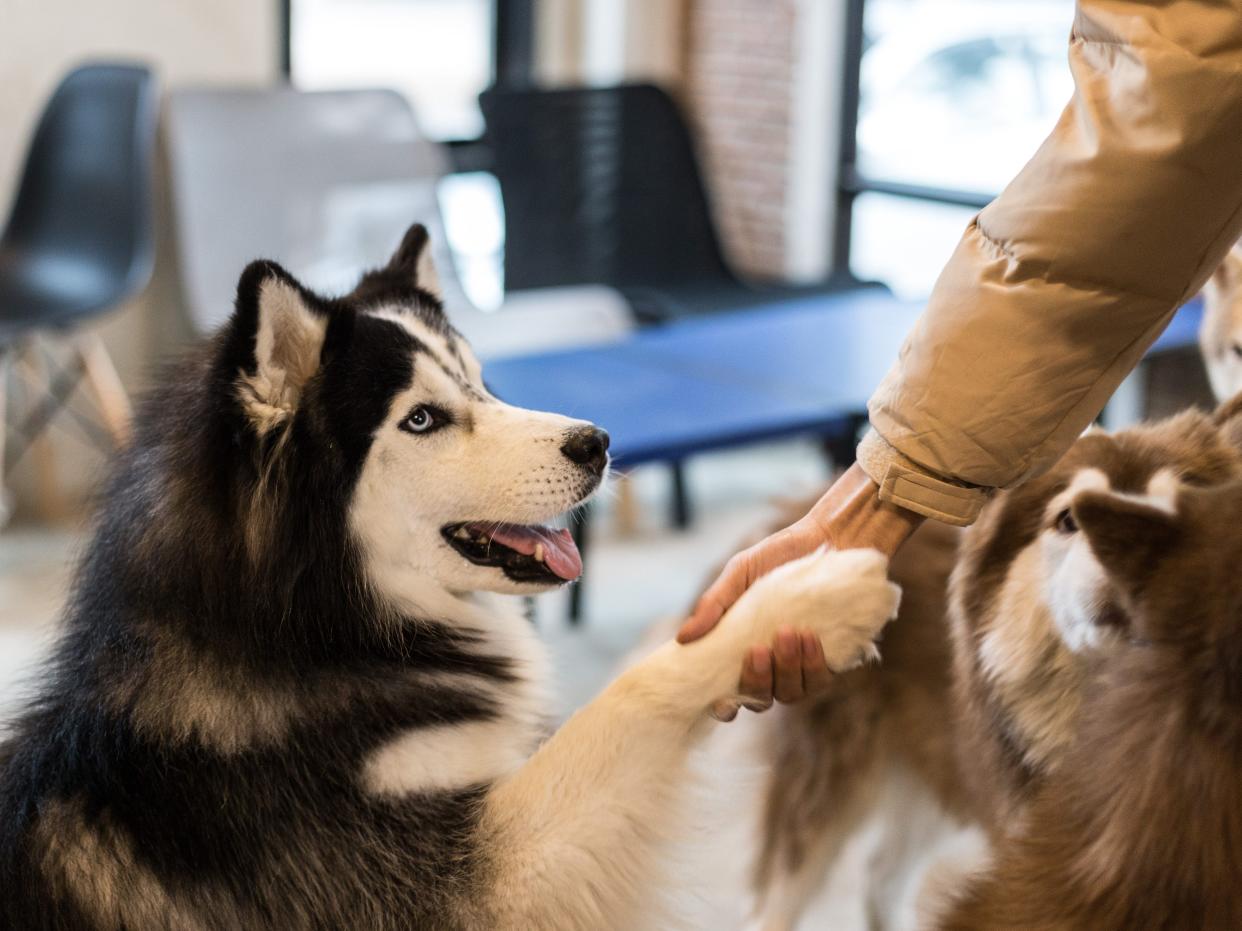 husky dog doing trick giving paw shaking hand