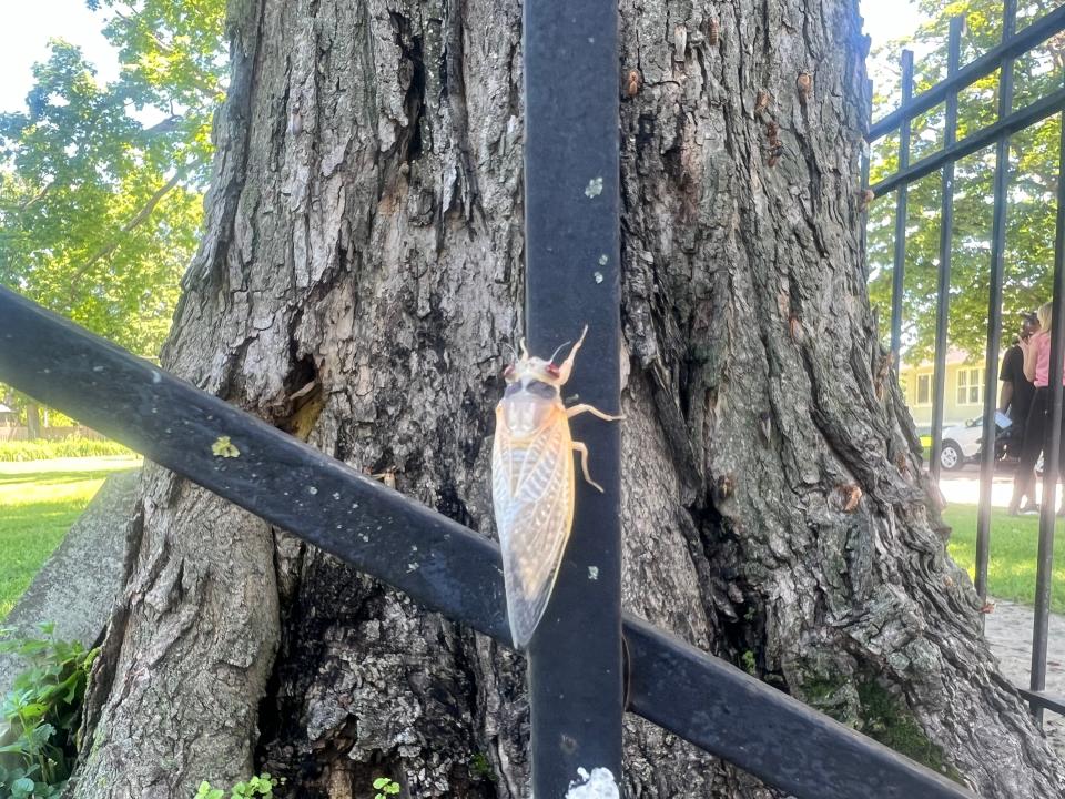 Millions of cicadas are blanketing Lake Geneva. Here's what they look