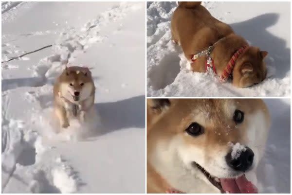 新片速報 日本 拒否犬 雪地狂奔超開心賣萌twitter熱傳