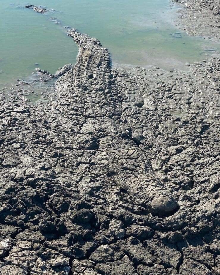 An alligator blended in perfectly with the dried mud around it, by a swap edge