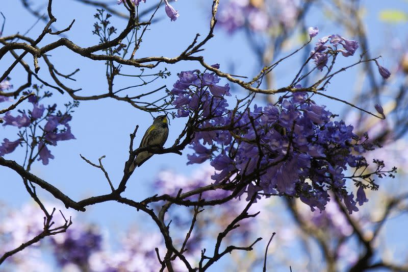 Un pájaro descansa sobre la rama de un árbol de jacaranda en la Ciudad de México, México