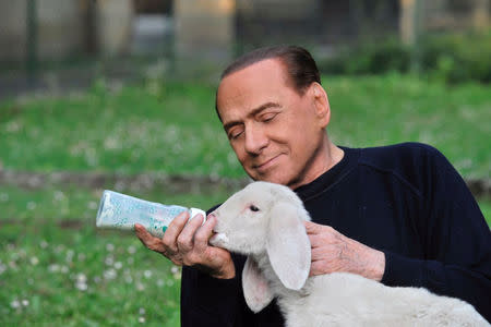 Former prime minister Silvio Berlusconi feeds a lamb with a baby bottle in this undated photo released by the Italian League in Defence of Animals and the Environment. Maurizio Calzari/Lega Italiana Difesa Animali e Ambiente/Handout via Reuters