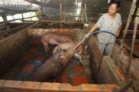 Cambodian Aok Kim cleans her pigs near her home in Ta Prum village outside Phnom Penh, Cambodia, Thursday, June 20, 2019. Asian nations are scrambling to contain the spread of the highly contagious African swine fever with Vietnam culling 2.5 million pigs and China reporting more than a million dead in an unprecedentedly huge epidemic some governments fear has gone out of control. (AP Photo/Heng Sinith)