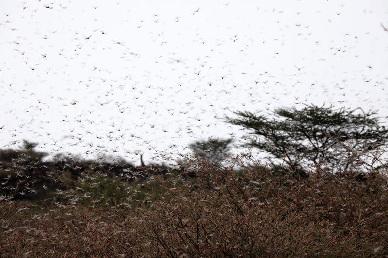 A locust swarm fly near the town of Lodwar, Turkana county
