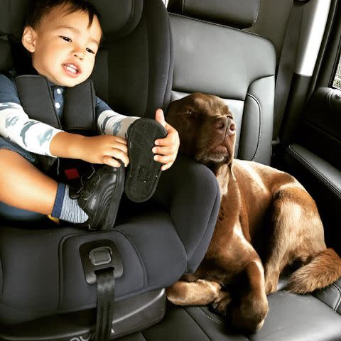 <p>Lucy Liu Instagram</p> Rockwell Lloyd Liu with the family dog Apple.