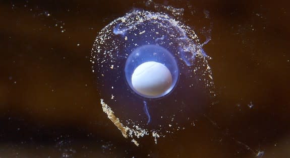 The delicate egg laid by a pregnant female olm at Slovenia's Postojnska Cave.