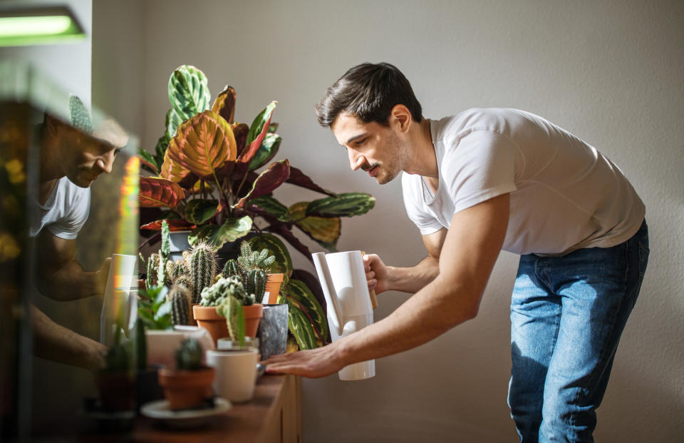 Kakteen kommen natürlich gut mit den heißen Temperaturen aus – freuen sich aber auch über eine Dusche aus der Sprühflasche. (Bild: Getty Images)