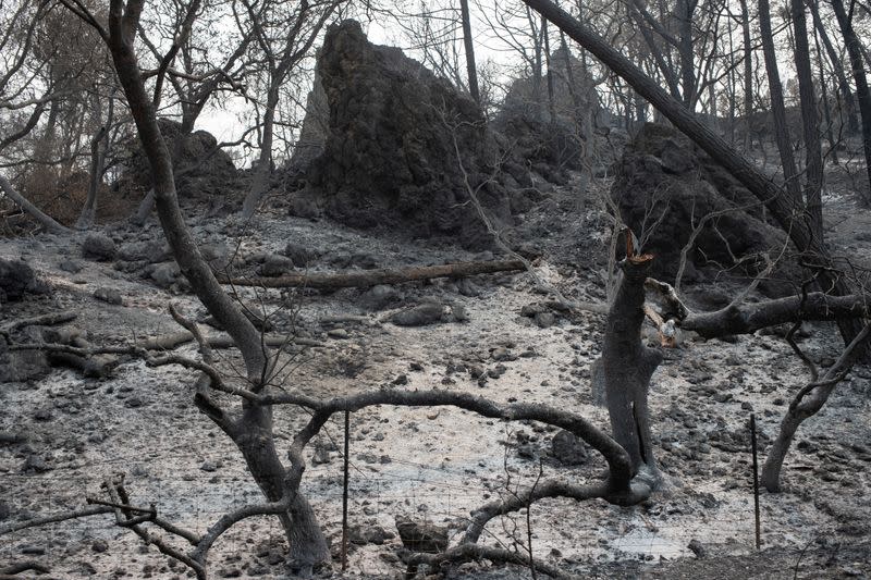 Ash blankets ground around burnt trees in aftermath of LNU Lightning Complex Fire along Lake Berryessa in California