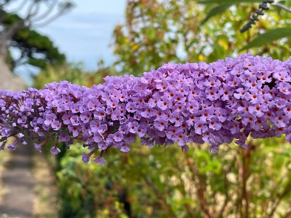 buddleia davidii flowering in summer with purple flowers or buddleja