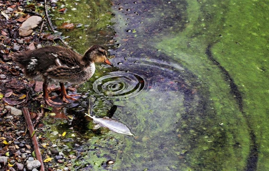 Toxic algae is a growing problem in South Sound lakes.