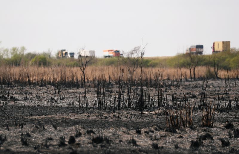 IMAGEN DE ARCHIVO. Hierba quemada se ve en la orilla del río Paraná cerca de la ciudad de Victoria, en la provincia de Entre Ríos, Argentina