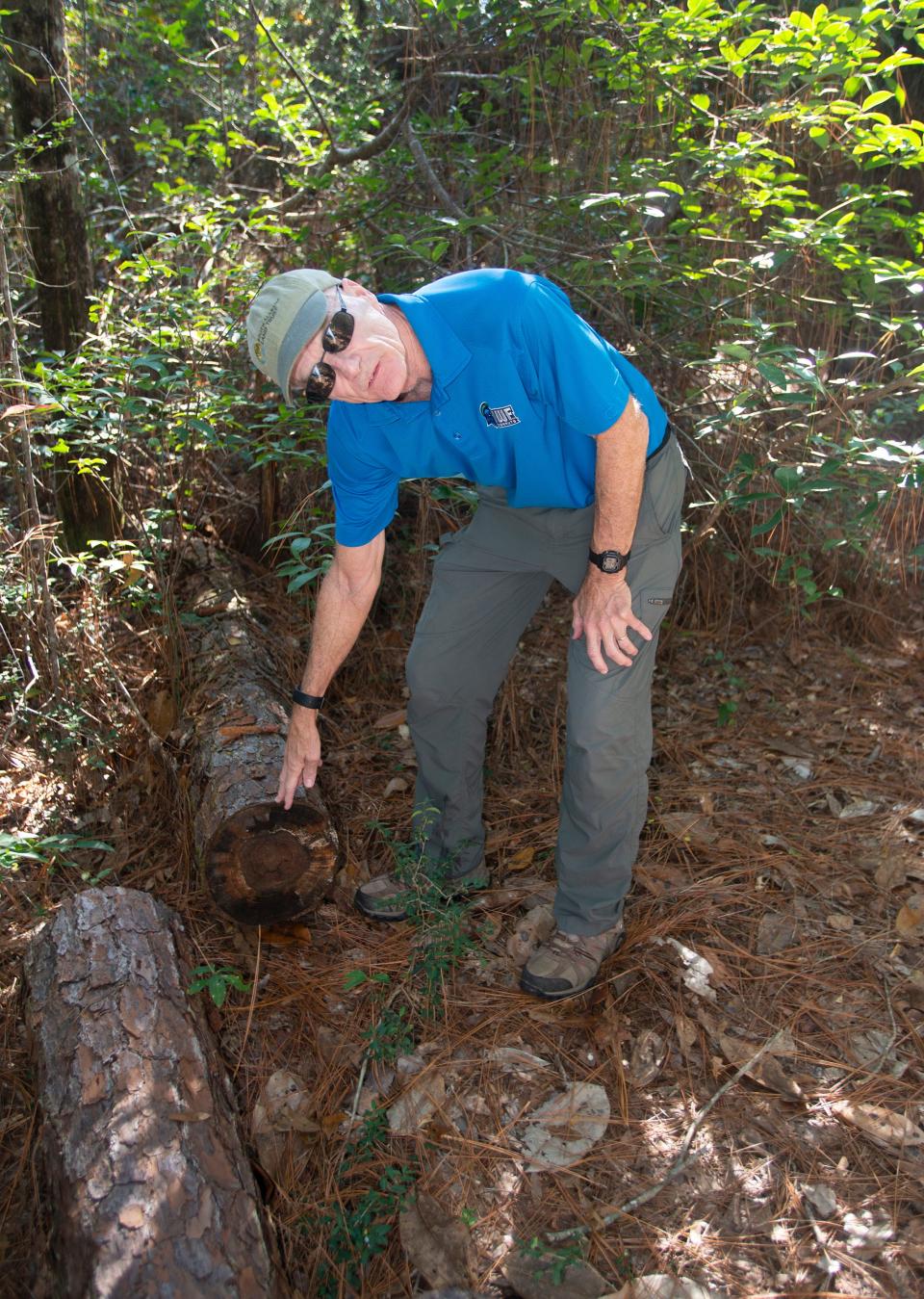 University of West Florida professor Frank Gilliam explains his research team's methodology for determining the age of longleaf pine trees as he walks along the Edward Ball Nature Trail on the school's campus.