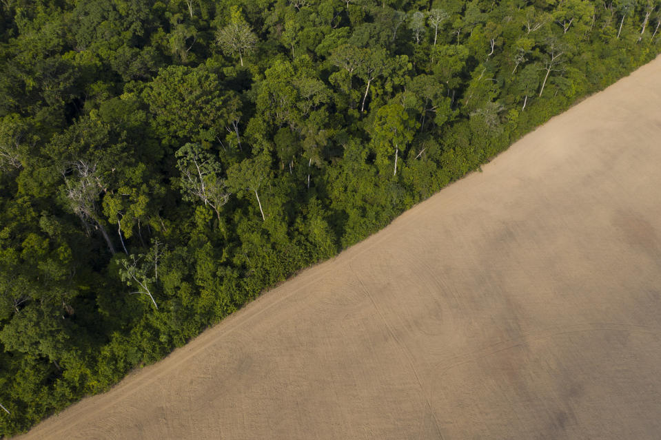 In this Nov. 30, 2019 photo, the forest stands next to a soy field in an area behind the home of Joao Batista Ferreira in Belterra, Para state, Brazil. Better known as Joao of Honey, though none of his 1,000 beehives remain, he complains that agribusiness did away with the native forest. (AP Photo/Leo Correa)