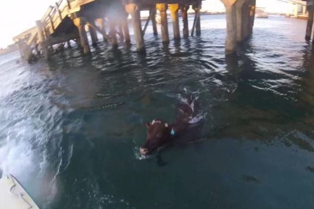 Cow jumps into sea