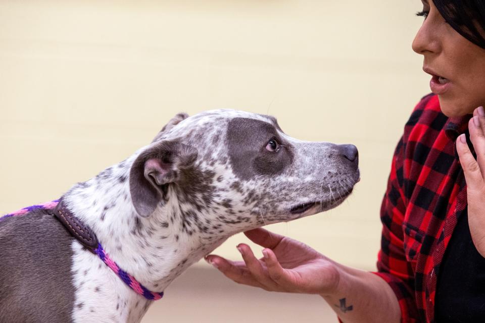A dog is seen at the Gulf Coast Humane Society in this 2020 file photo. The shelter is overcrowded after taking in 22 dogs from San Diego Texas Animal Control and is asking the public to adopt or foster animals.
