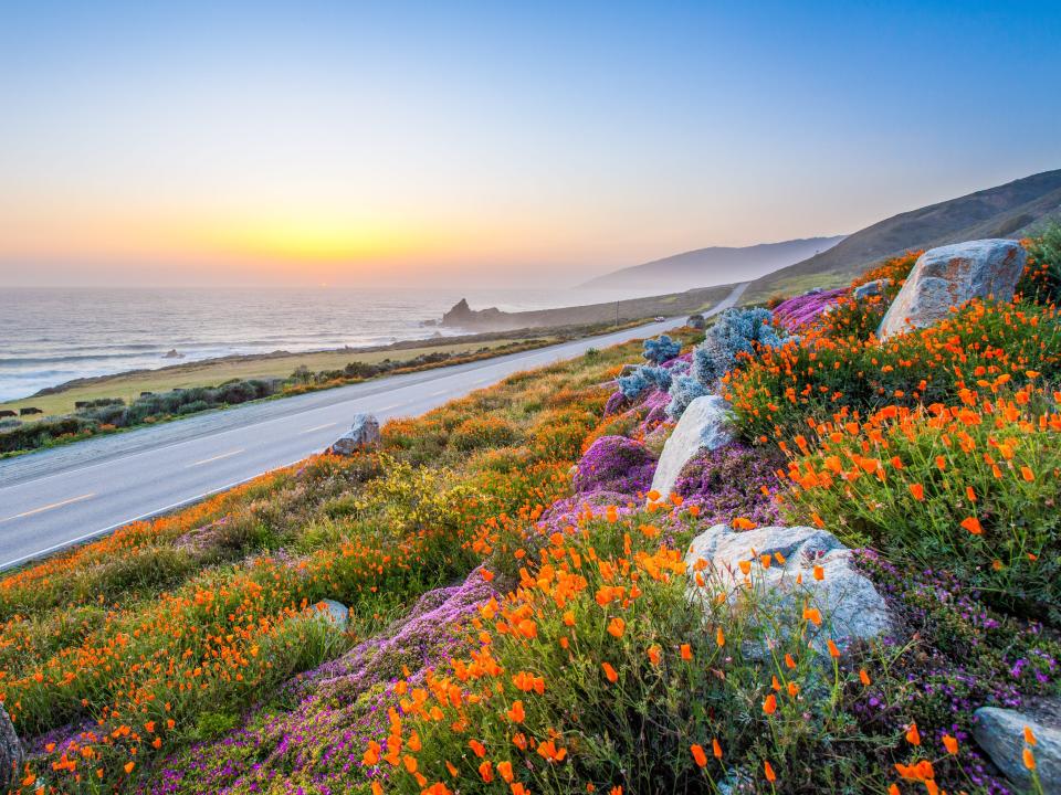 wild flowers on a hill near a road along the California coastline in Big Sur at sunset
