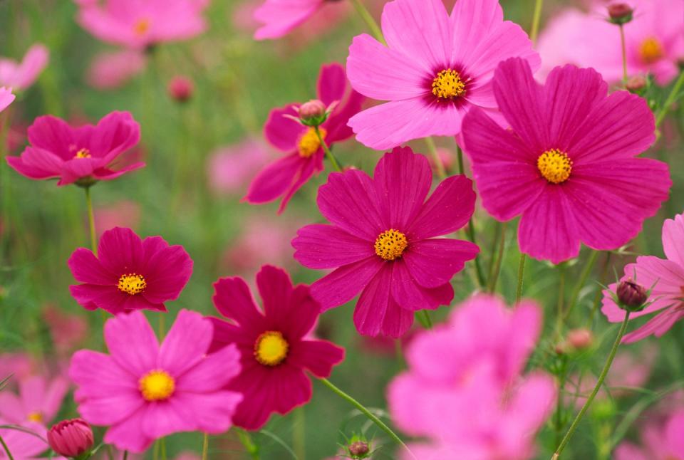summer flowers, close up of colorful cosmos flowers