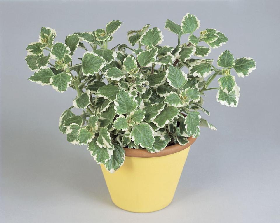 7) Swedish Ivy Plant