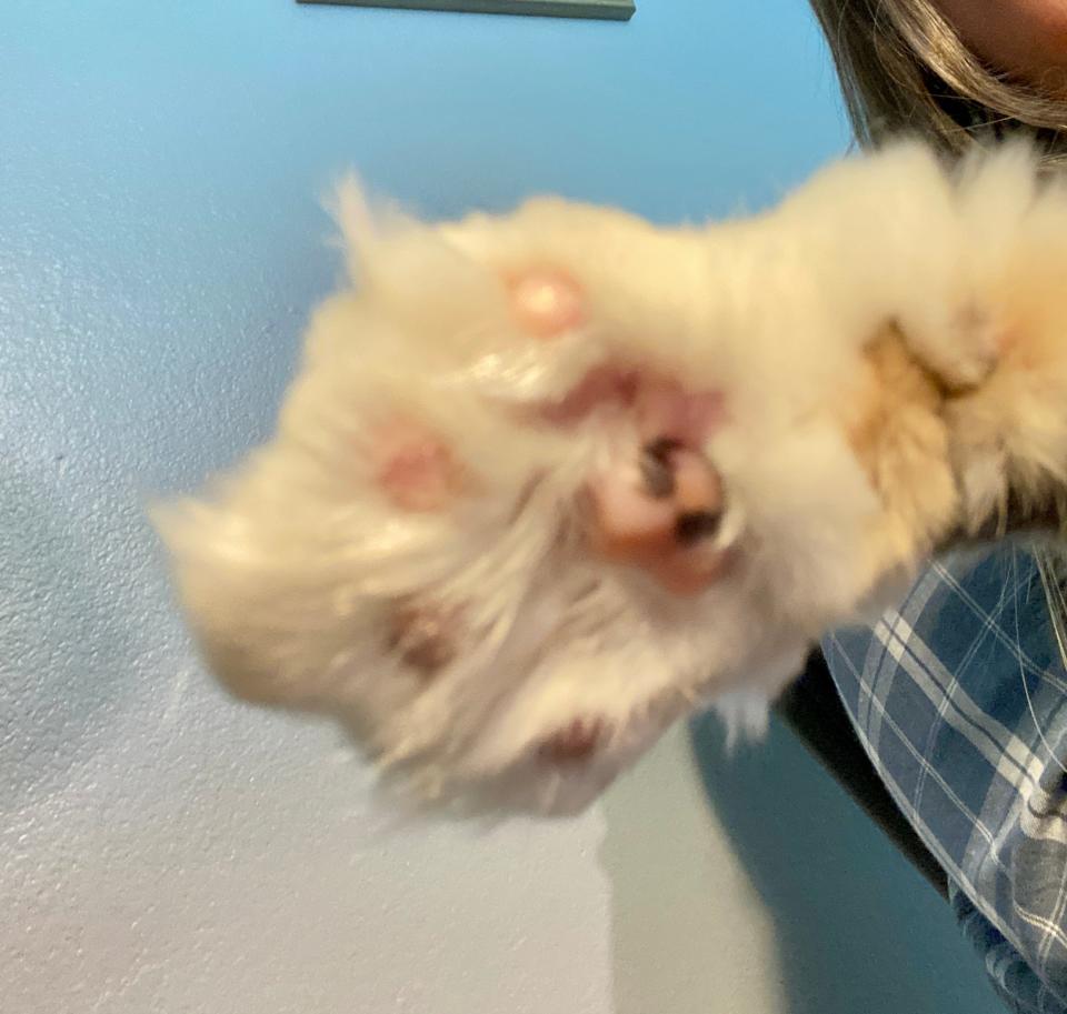 Willow's toe beans