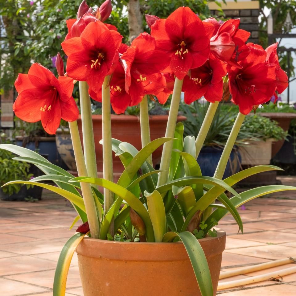 Red potted amaryllis on a patio
