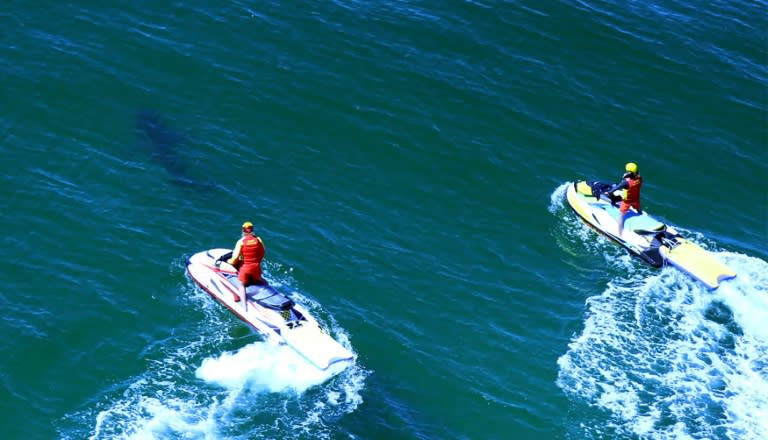 Life savers chase a shark off Ballina's popular Lighthouse Beach following an attack that injured a 17-year-old surfer