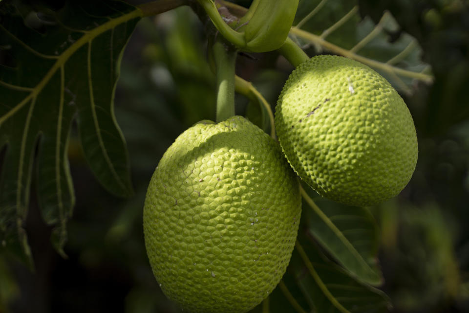 Breadfruits hang during the immature stage at Noho'ana Farm on Tuesday, Oct. 10, 2023, in Waikapu, Hawaii. Hokuao Pellegrino said the efforts to replant breadfruit in Lahaina should also come with efforts to teach people about its care and its uses: “We want people to use the breadfruit. We don’t want it just to be in the landscape.” (AP Photo/Mengshin Lin)