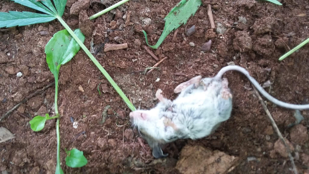 The mouse, found by Sullivan in his cannabis patch. The rodent had apparently passed out after nibbling on the cannabis. — Picture via Facebook/ Colin Sullivan