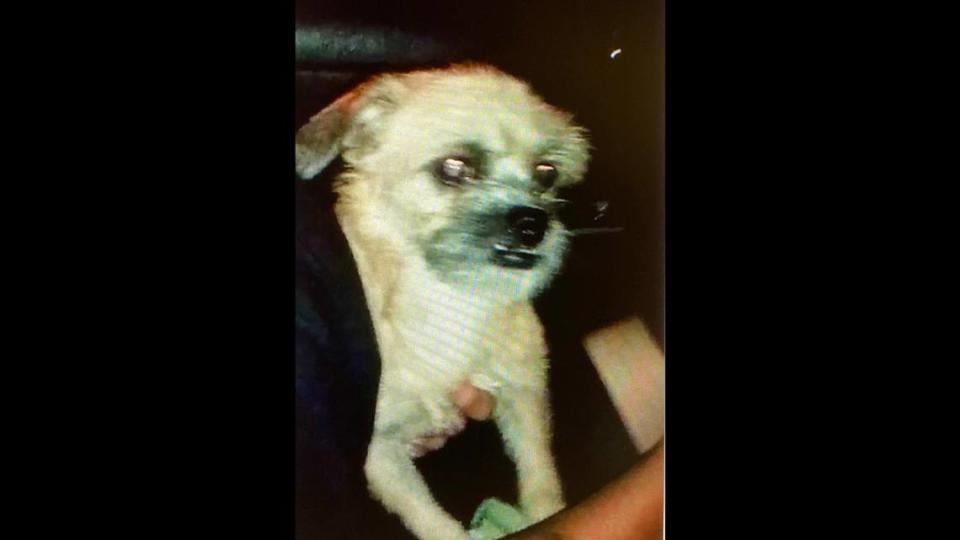 Three teenagers are facing animal cruelty charges after they threw this canine out of a speeding vehicle in El Paso, Texas.