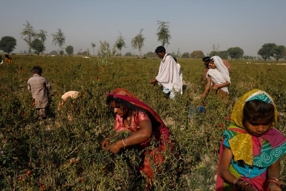 A family harvests red chilli peppers (Reuters)