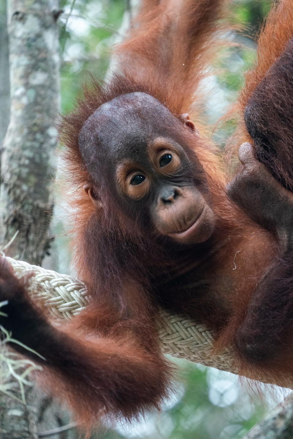 Riplee the orangutan at the Naples Zoo