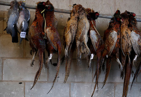 FILE PHOTO: Braces of pigeon and pheasant wait to be sold during the Christmas turkey and poultry auction at Chelford Market in Chelford, Britain December 21, 2016. REUTERS/Phil Noble/File Photo