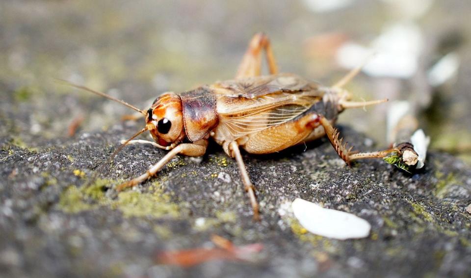 cricket species havana cuba