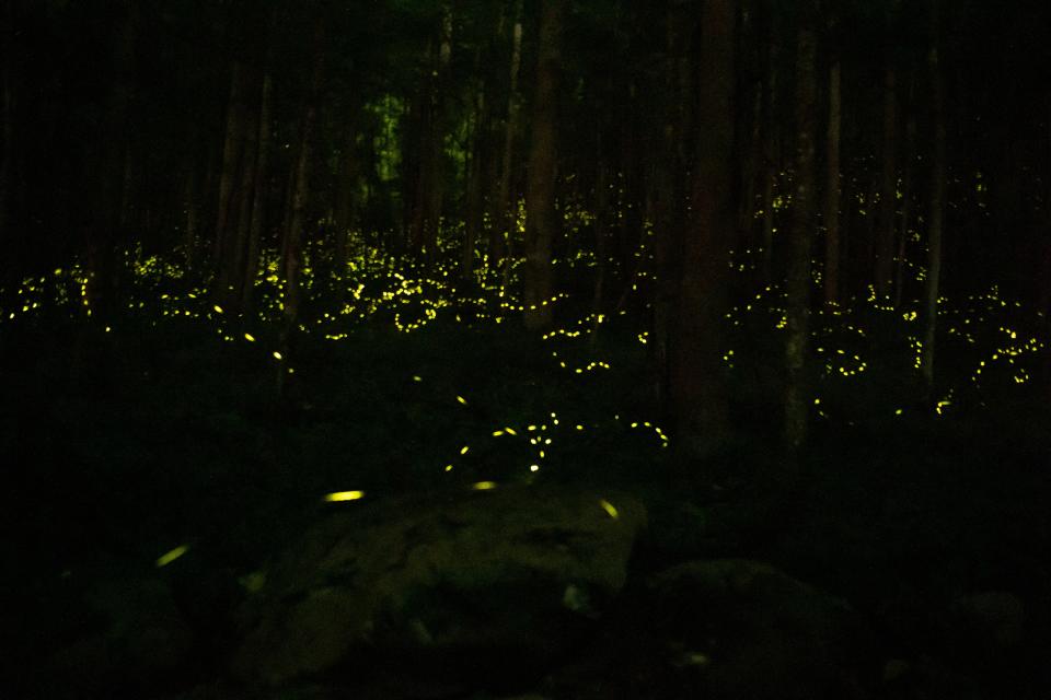 Scenes from the synchronous firefly event in Gatlinburg, Tennessee, June 6, 2022.