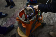 <p>A pet is carried into Saint Pablo church during the feast of St. Anthony, Spain’s patron saint of animals, in Zaragoza, northern Spain, Wednesday, Jan.17, 2018. (Photo: Alvaro Barrientos/AP) </p>